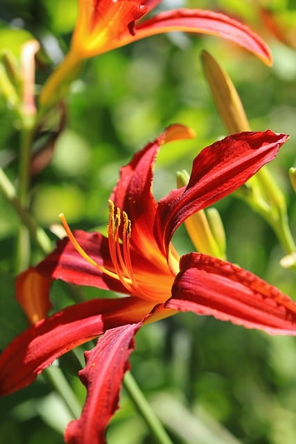 Free Flower Garden photo and picture