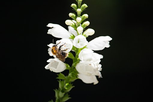 Čmelák, Opylování, Květina, Žlutá Barva
