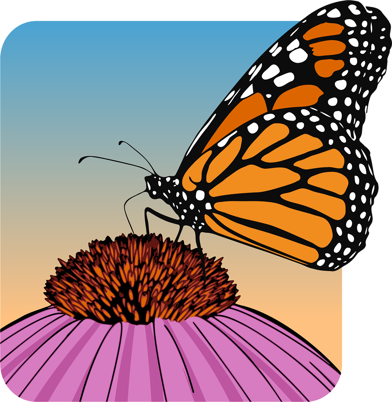 Free Butterfly Nature vector and picture