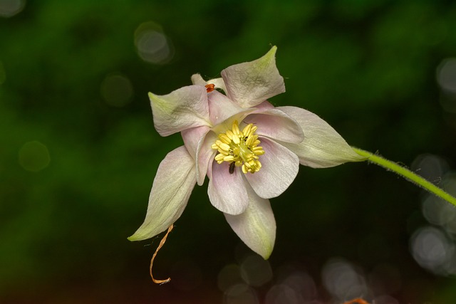 耧斗菜, 花, 脆弱, 花瓣, 雌蕊, 特写, 花园, 自然, 开花, 植物群