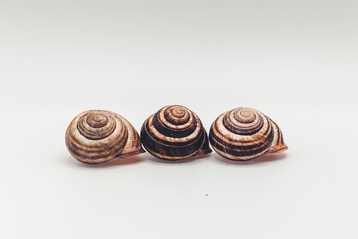 Šnečí Ulita, Ulity, Gastropod, Měkkýš