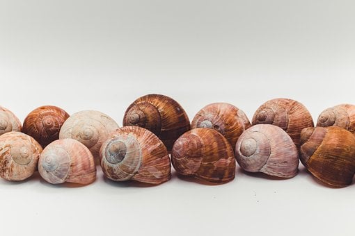 Šnečí Ulita, Příroda, Kolekce, Mollusk