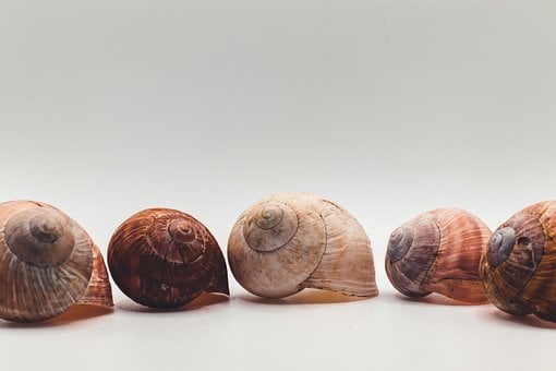 Slimáčí Ulita, Spirála, Příroda, Vzor