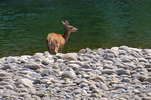 Free Deer Nature photo and picture
