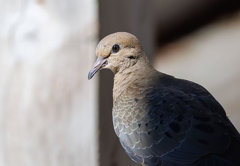 Free Pigeon Bird photo and picture