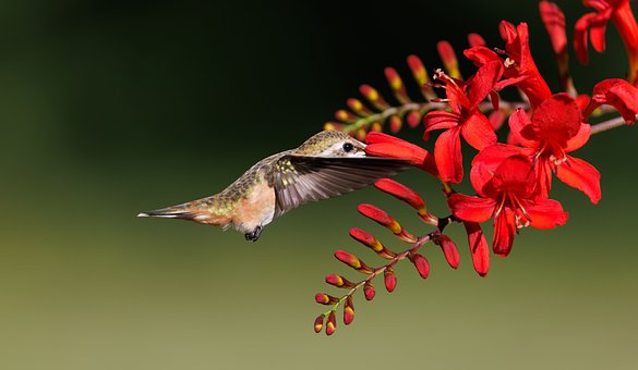 Free Hummingbird Flying Bird photo and picture