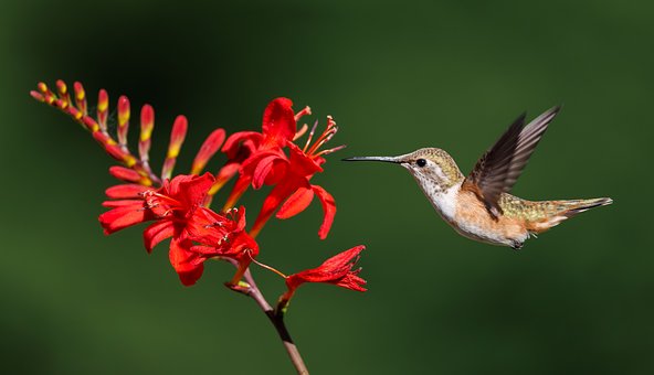 Free Hummingbird Bird photo and picture