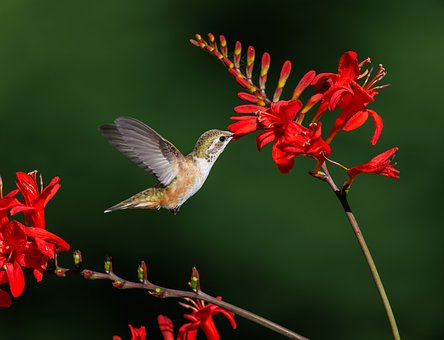 Free Hummingbird Red Flower photo and picture