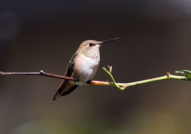 Free Hummingbird Nature photo and picture