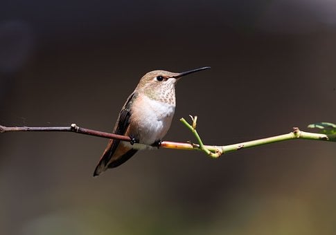 Free Hummingbird Nature photo and picture