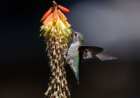 Free Hummingbird Nature photo and picture