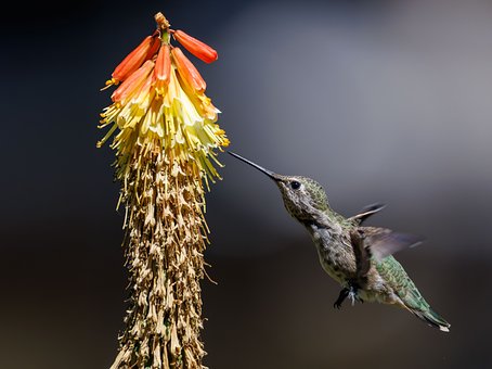 Free Hummingbird Nature photo and picture