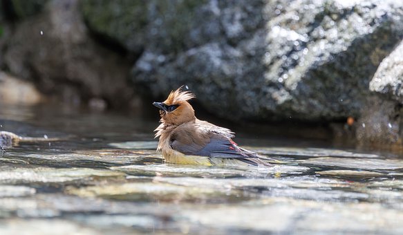 Free Bird Nature photo and picture