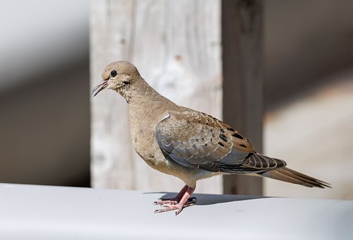 Free Dove Bird photo and picture
