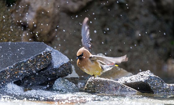 Free Bird Animal photo and picture