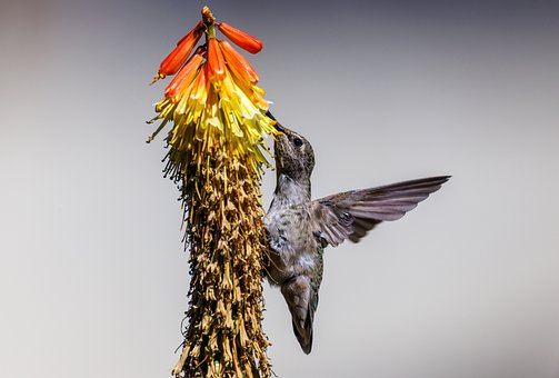 Free Hummingbird Nature photo and picture