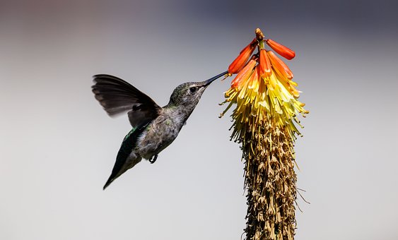 Free Hummingbird Nature photo and picture