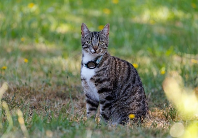 Free Cat Pet photo and picture