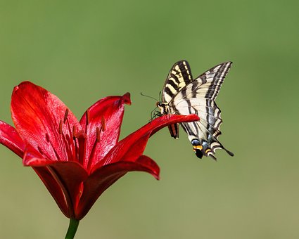 Free Butterfly Flower photo and picture