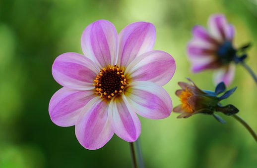 Free Flower Blossom photo and picture