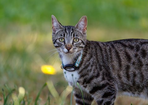 Free Cat Animal photo and picture