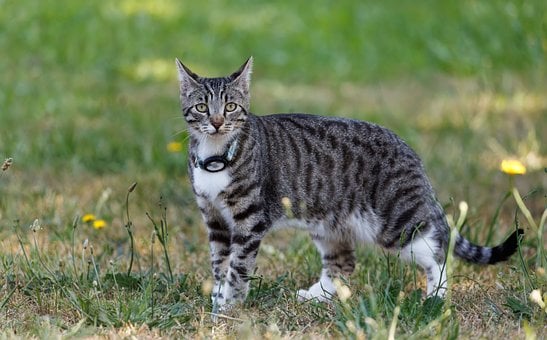 Free Cat Domestic Cat photo and picture