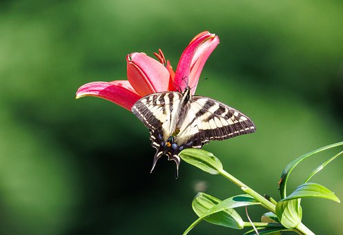 Free Butterfly Flower photo and picture