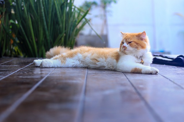 Free Cat Kitten photo and picture