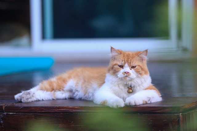 Free Cat Fluffy photo and picture