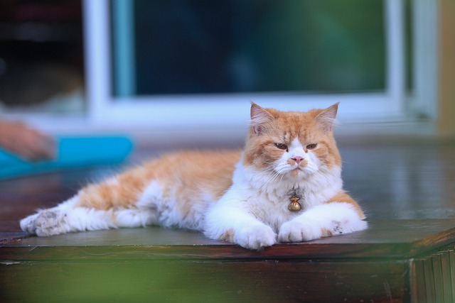 Free Cat Furry photo and picture