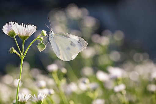 Schmetterling, Blume, Weiß, Traum, Engel