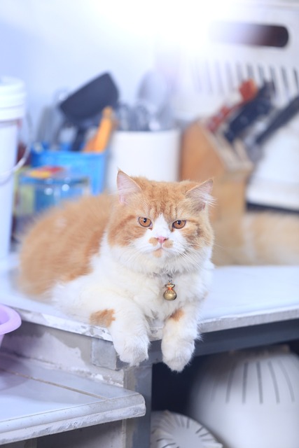 Free Cat Fluffy Cat photo and picture