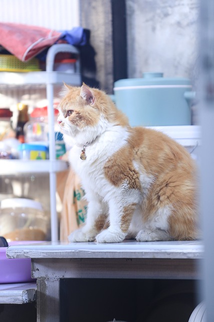 Free Cat Pet photo and picture