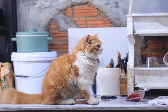 Free Cat Persian Cat photo and picture