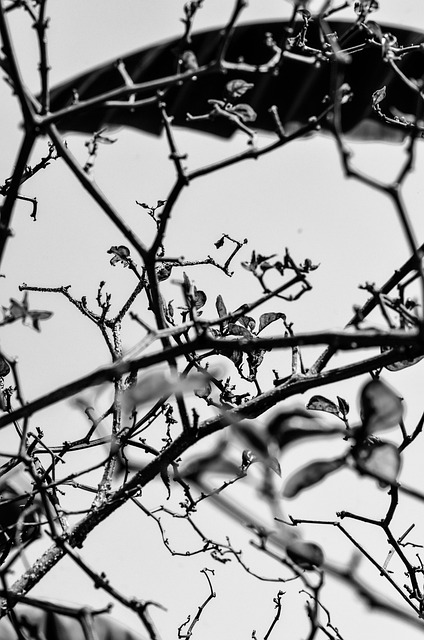 Free Black And White Branches photo and picture