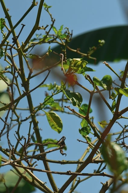 Free Plant Garden photo and picture