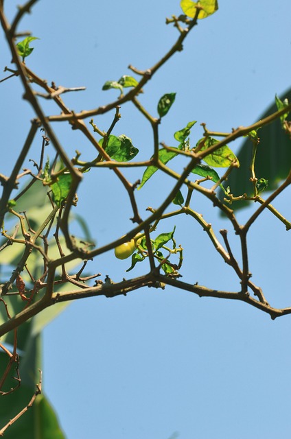 Free Branch Leaves photo and picture