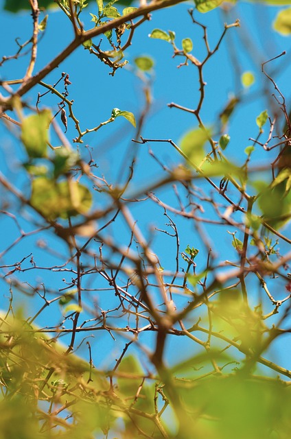 Free Branch Leaves photo and picture