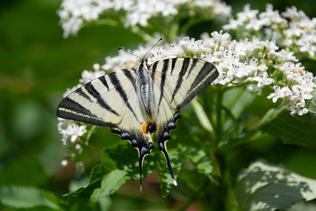 Free Butterfly Swallowtail photo and picture