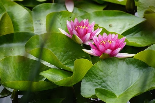 Nenúfar, Rosa, Folhas, Verde, Lago