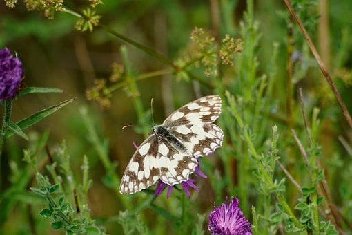 Borboleta Branca Marmorizada, Borboleta