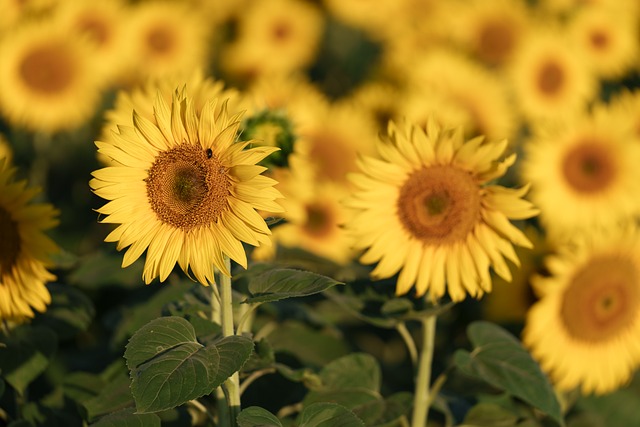 Free Sunflower Nature photo and picture