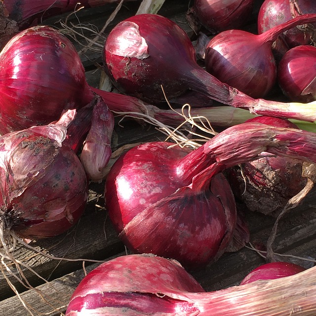 Free Onions Red Onion photo and picture