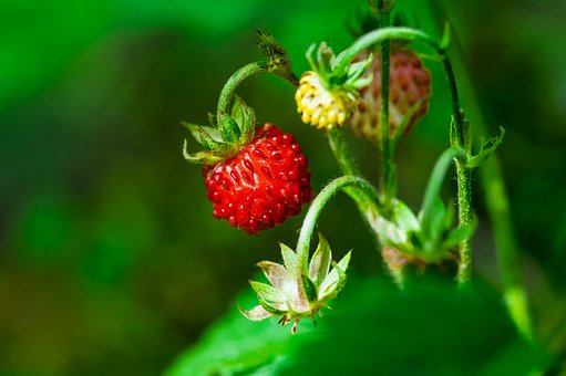 Free Wild Strawberry Fruit photo and picture