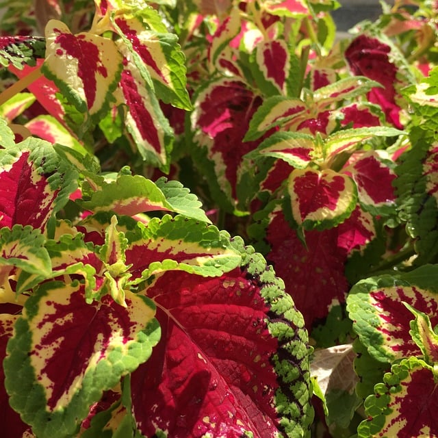 Free Coleus Leaves photo and picture