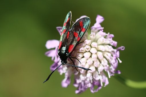 Insekt, Schmetterling, Makro, Blüte, Rot