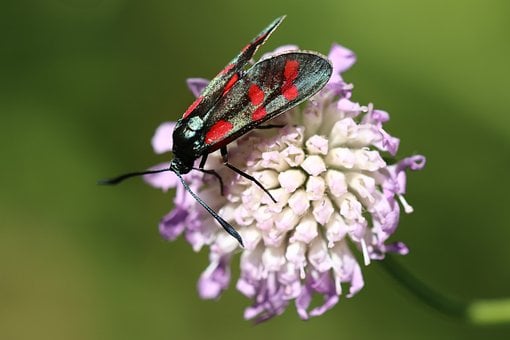 Schmetterling, Makro, Rot, Schwarz