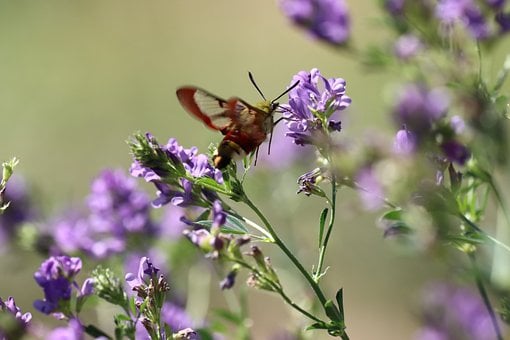 Insekt, Kolibrifalter, Lila Blume, Natur