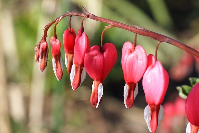 Free Bleeding Heart Flowering Plant photo and picture