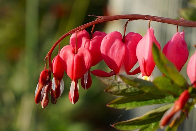 Free Bleeding Heart Pink Flowers photo and picture